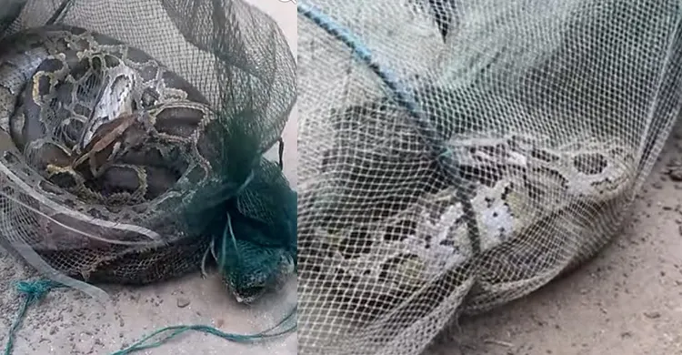 ফুলবাড়ীতে বিশাল আকৃতির অজগর সাপ উদ্ধার