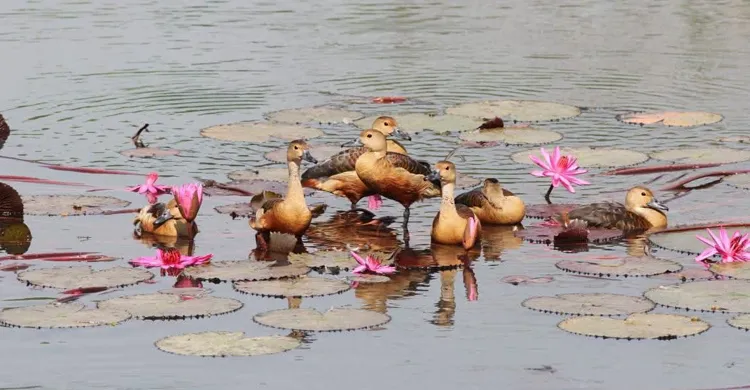জাবির জলাশয়ে পরিযায়ী পাখির আনাগোনা, নিরাপত্তায় প্রশাসনের নির্দেশনা