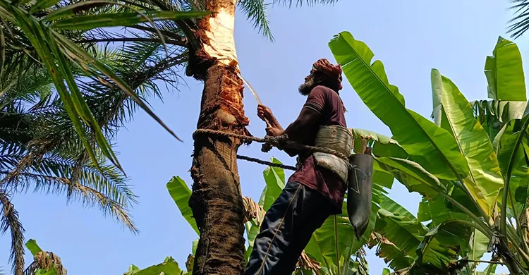 জীবননগরে শীতের আগমনী বার্তা, খেজুর গাছ প্রস্তুতে ব্যস্ত গাছিরা